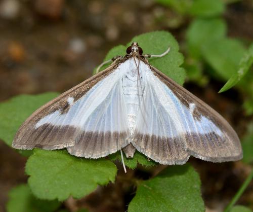 Réf. 270 158 : Cydalima perspectalis